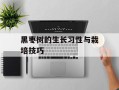 黑枣树的生长习性与栽培技巧