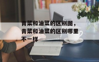 青菜和油菜的区别图，青菜和油菜的区别哪里不一样