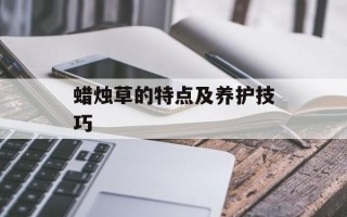 蜡烛草的特点及养护技巧