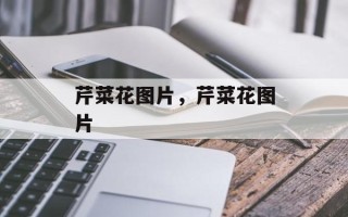 芹菜花图片，芹菜花图片