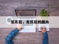 龙爪菇，龙爪菇的图片