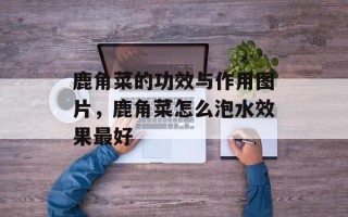 鹿角菜的功效与作用图片，鹿角菜怎么泡水效果最好