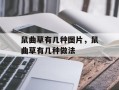 鼠曲草有几种图片，鼠曲草有几种做法