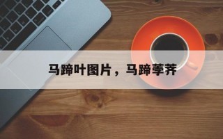 马蹄叶图片，马蹄荸荠