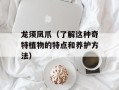 龙须凤爪（了解这种奇特植物的特点和养护方法）