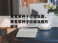黑麦草种子价格及图，黑麦草种子价格及图片草坪