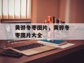 黄骅冬枣图片，黄骅冬枣图片大全
