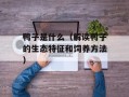鸭子是什么（解读鸭子的生态特征和饲养方法）