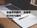 鼠曲草的图片，鼠曲草的功效与图片