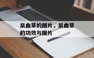 鼠曲草的图片，鼠曲草的功效与图片