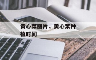 黄心菜图片，黄心菜种植时间
