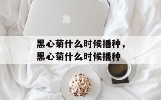 黑心菊什么时候播种，黑心菊什么时候播种