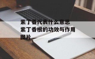 紫丁香代表什么意思 紫丁香根的功效与作用图片