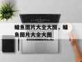 鳙鱼图片大全大图，鳙鱼图片大全大图