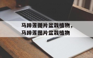 马蹄莲图片盆栽植物，马蹄莲图片盆栽植物