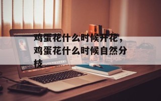 鸡蛋花什么时候开花，鸡蛋花什么时候自然分枝