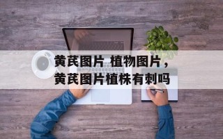 黄芪图片 植物图片，黄芪图片植株有刺吗