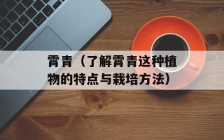 霄青（了解霄青这种植物的特点与栽培方法）