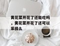 黄花菜开花了还能吃吗，黄花菜开花了还可以采摘么