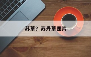 苏草？苏丹草图片