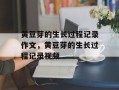 黄豆芽的生长过程记录作文，黄豆芽的生长过程记录视频