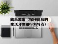 鹳鸟踟躇（探秘鹳鸟的生活习性和行为特点）