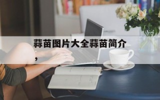蒜苗图片大全蒜苗简介，