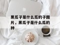 黑瓜子是什么瓜的子图片，黑瓜子是什么瓜的种