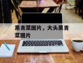 黑青菜图片，大头黑青菜图片