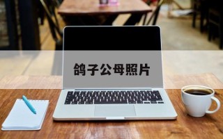 鸽子公母照片