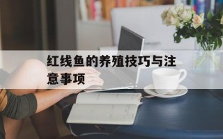 红线鱼的养殖技巧与注意事项