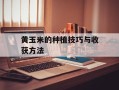 黄玉米的种植技巧与收获方法