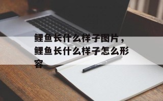鲤鱼长什么样子图片，鲤鱼长什么样子怎么形容