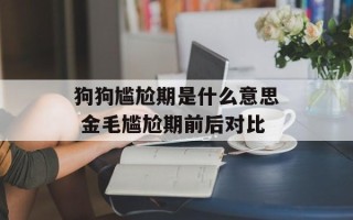 狗狗尴尬期是什么意思 金毛尴尬期前后对比
