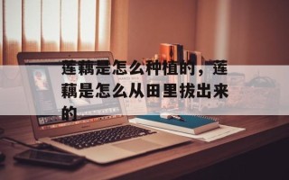 莲藕是怎么种植的，莲藕是怎么从田里拔出来的