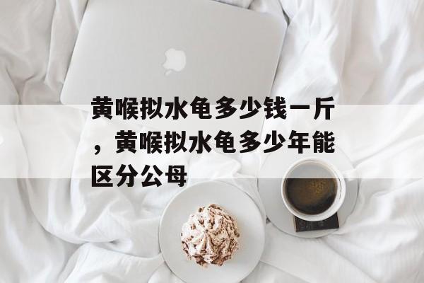 黄喉拟水龟多少钱一斤，黄喉拟水龟多少年能区分公母-第1张图片-