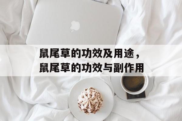 鼠尾草的功效及用途，鼠尾草的功效与副作用-第1张图片-