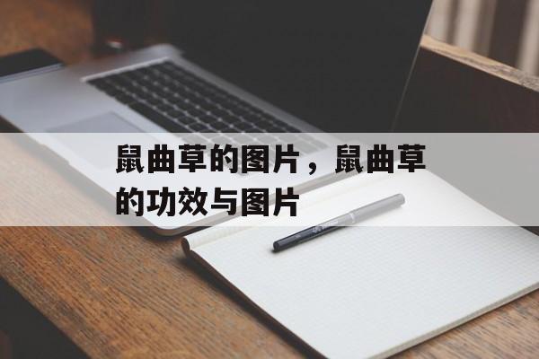 鼠曲草的图片，鼠曲草的功效与图片-第1张图片-