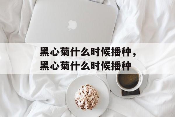 黑心菊什么时候播种，黑心菊什么时候播种-第1张图片-
