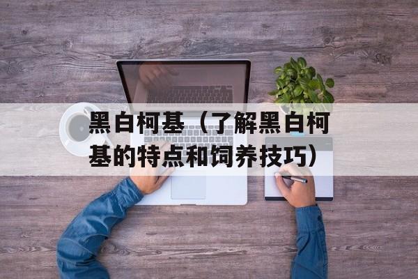 黑白柯基（了解黑白柯基的特点和饲养技巧）-第1张图片-