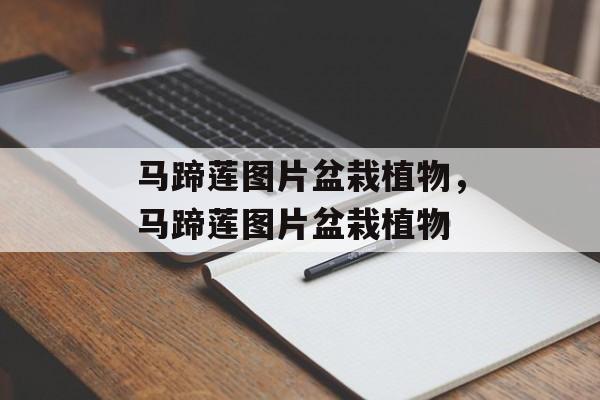 马蹄莲图片盆栽植物，马蹄莲图片盆栽植物-第1张图片-