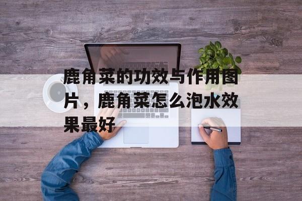 鹿角菜的功效与作用图片，鹿角菜怎么泡水效果最好-第1张图片-