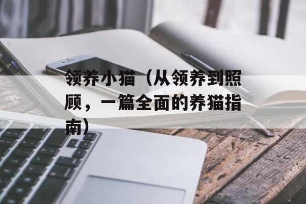 领养小猫（从领养到照顾，一篇全面的养猫指南）-第1张图片-