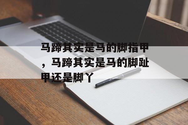 马蹄其实是马的脚指甲，马蹄其实是马的脚趾甲还是脚丫-第1张图片-