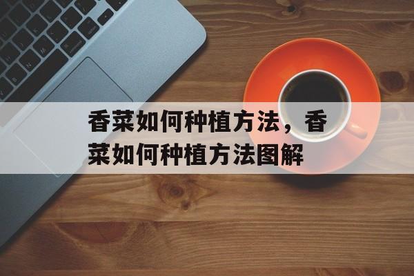 香菜如何种植方法，香菜如何种植方法图解-第1张图片-