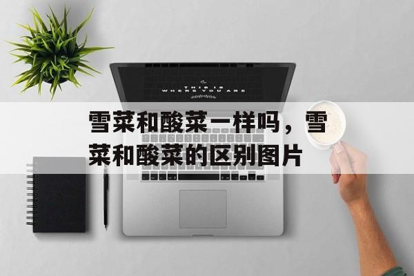 雪菜和酸菜一样吗，雪菜和酸菜的区别图片-第1张图片-
