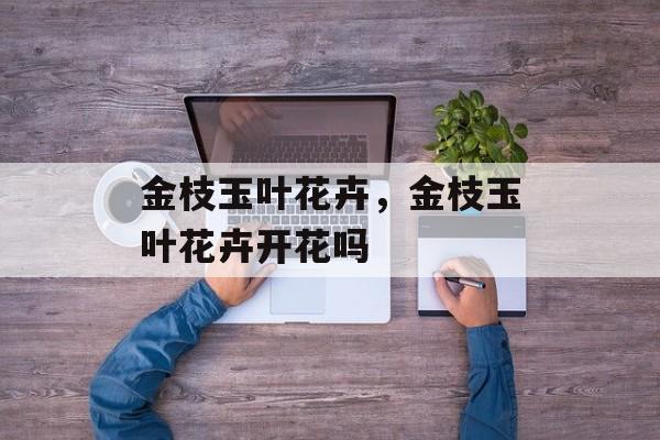 金枝玉叶花卉，金枝玉叶花卉开花吗-第1张图片-