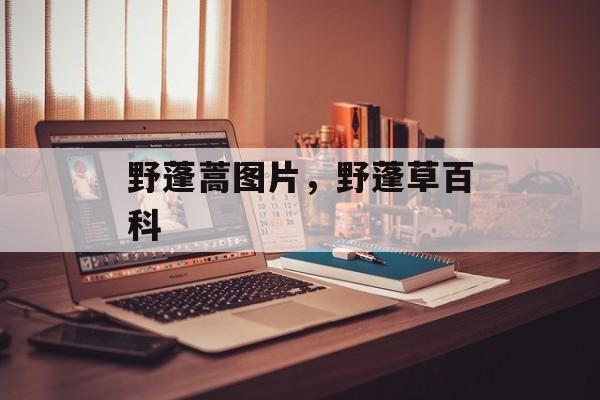 野蓬蒿图片，野蓬草百科-第1张图片-