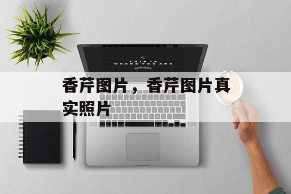 香芹图片，香芹图片真实照片-第1张图片-
