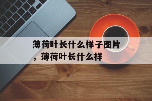 薄荷叶长什么样子图片，薄荷叶长什么样-第1张图片-